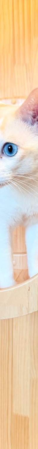 รูปที่ 4